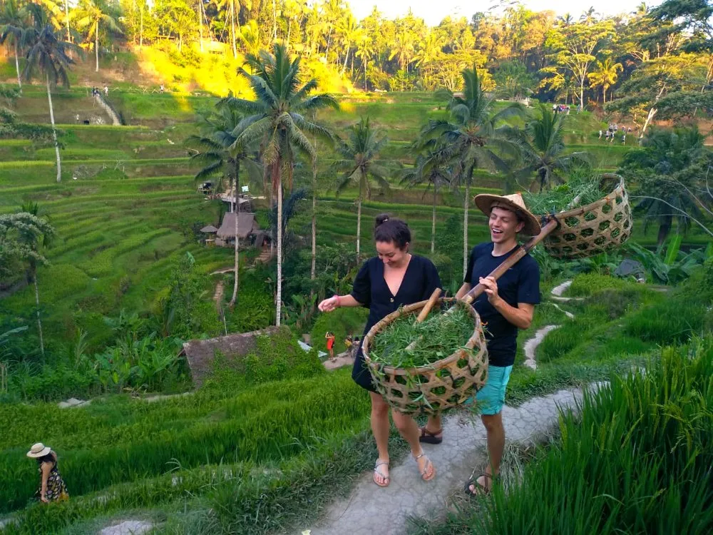 Bali Private Tour Rice Terrace