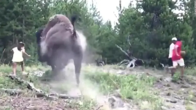 Girl injured by animal thrown in air