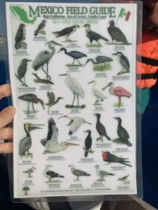 Bird watching tour Mazatlan