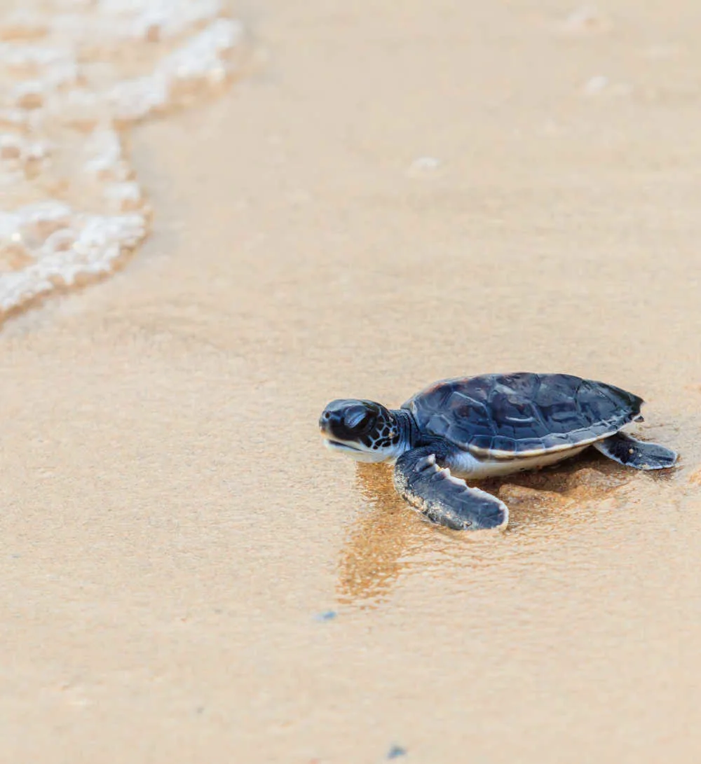 Sea turtle rescue program