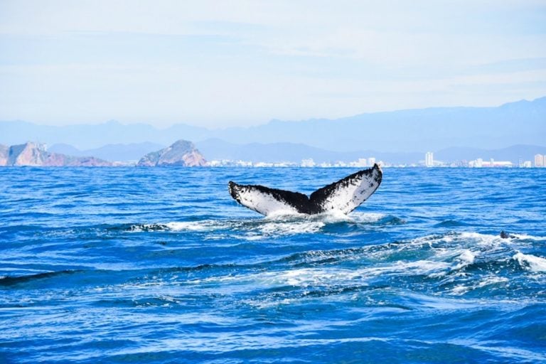 go whale watching on cruise port day in mazatlan