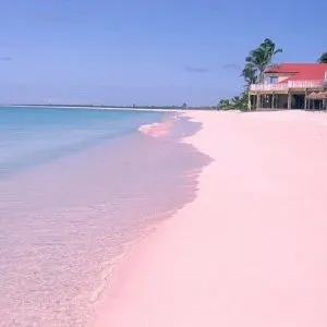 pink sand beach barbuda