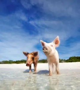 Two swimming pigs in Exuma, Bahamas on the beach