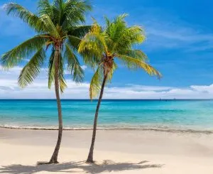 palm trees on a Jamaican beach