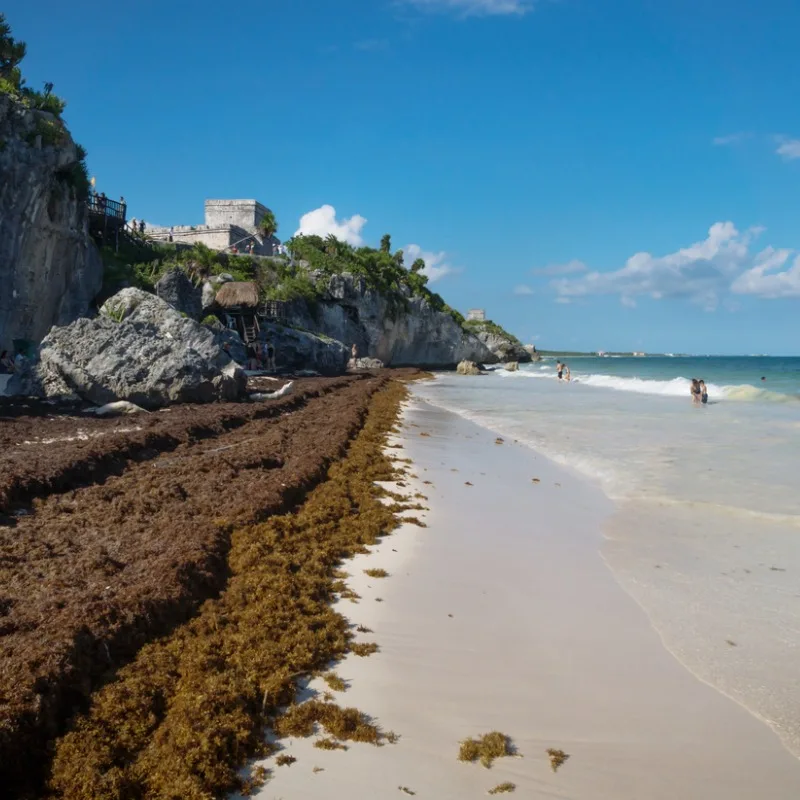 Large amounts of Sargassum on Mexican beach