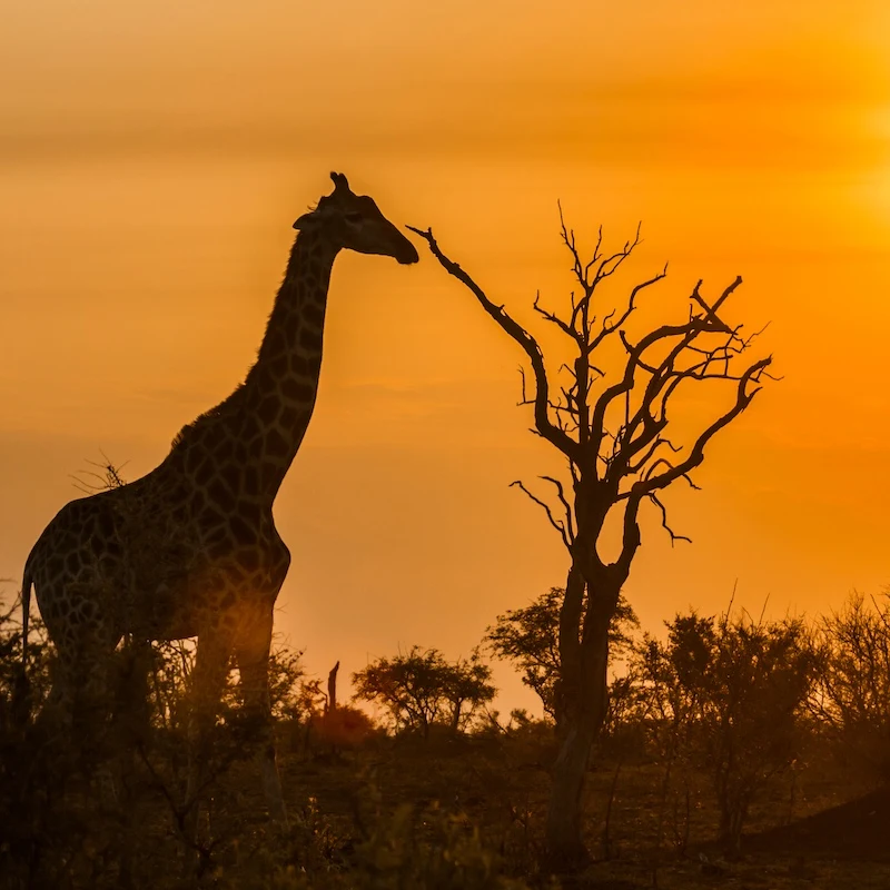 Giraffe in Kruger national park, South Africa