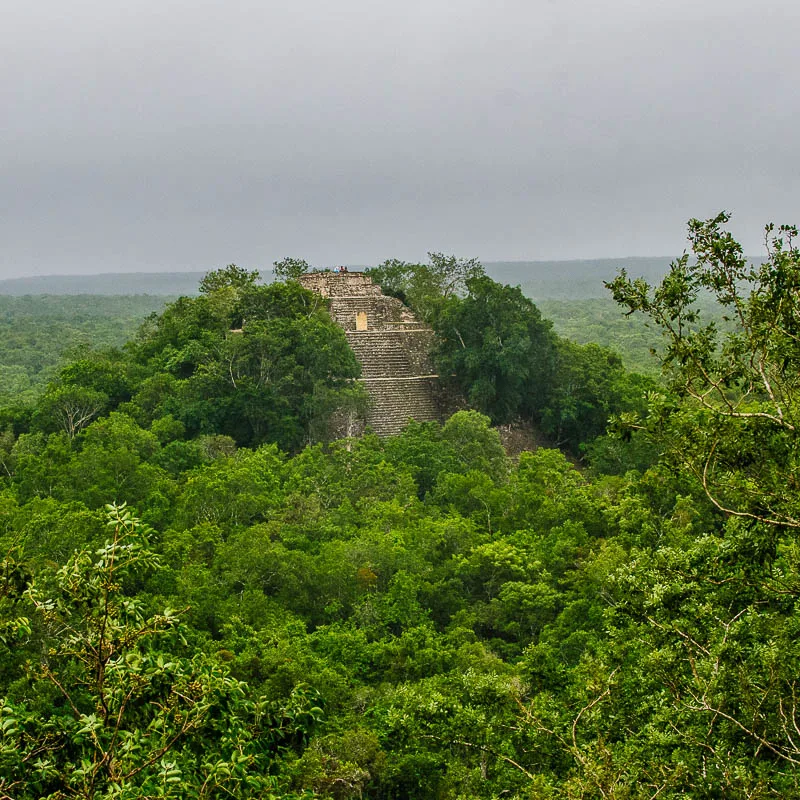 rainforest with mayan ruins