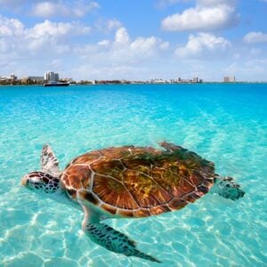 Cancun beach turtle photomount at Hotel Zone in Mexico