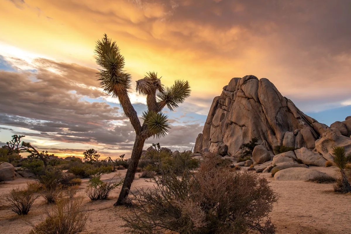 top 7 joshua tree