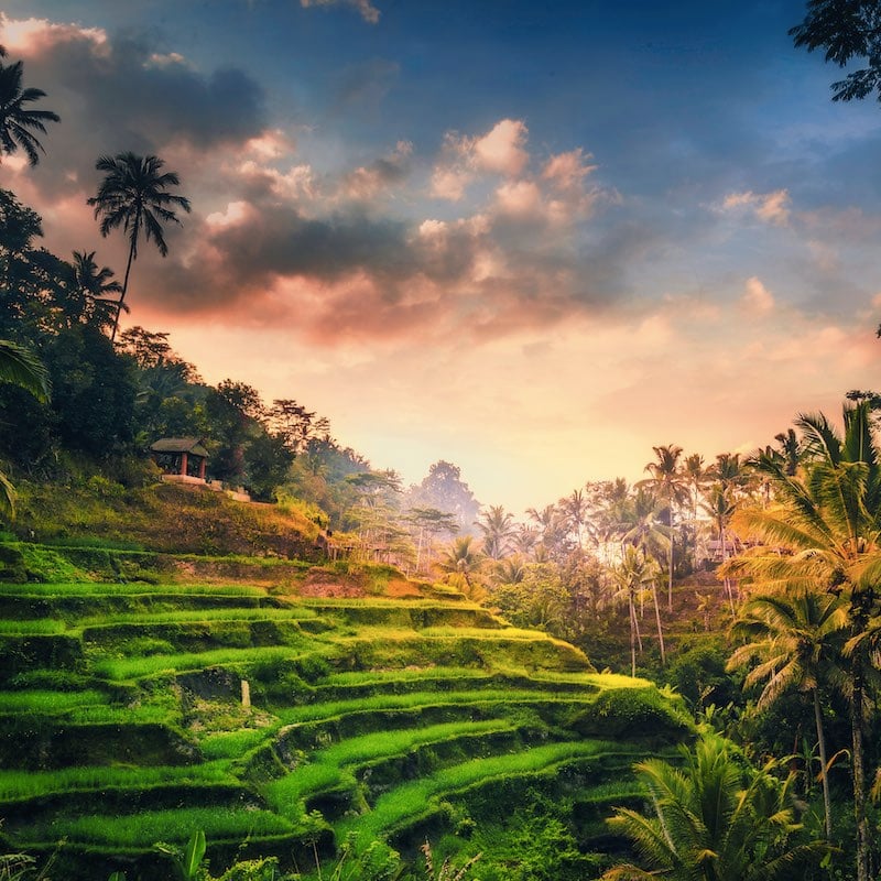 Tegalalang risterrass vid soluppgången.  Risfälten är en stor turistattraktion på Bali som ligger 20 minuter från Ubud