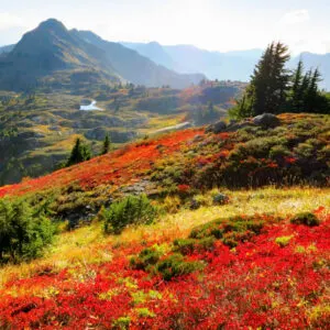 Flowers in North Cascades National Park