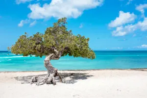 Tree on beach in Aruba