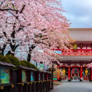 Cherry blossom trees in tokyo japana