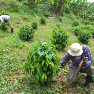 Puerto Rican Coffee Farm, Finca, Puerto Rico Plantation, Tropical Foilage, Ginger, Coffee Trees, Greenery, Adjuntas, Mountain Farm, Agriculture, Organic