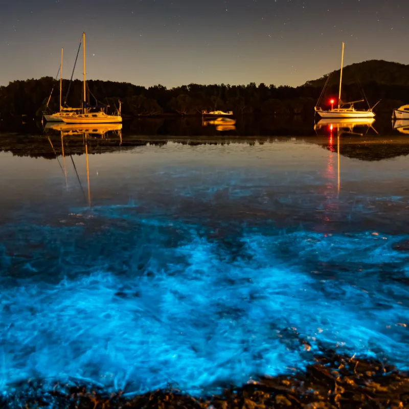 Bioluminescent plankton glowing blue in a bay with boats in the background