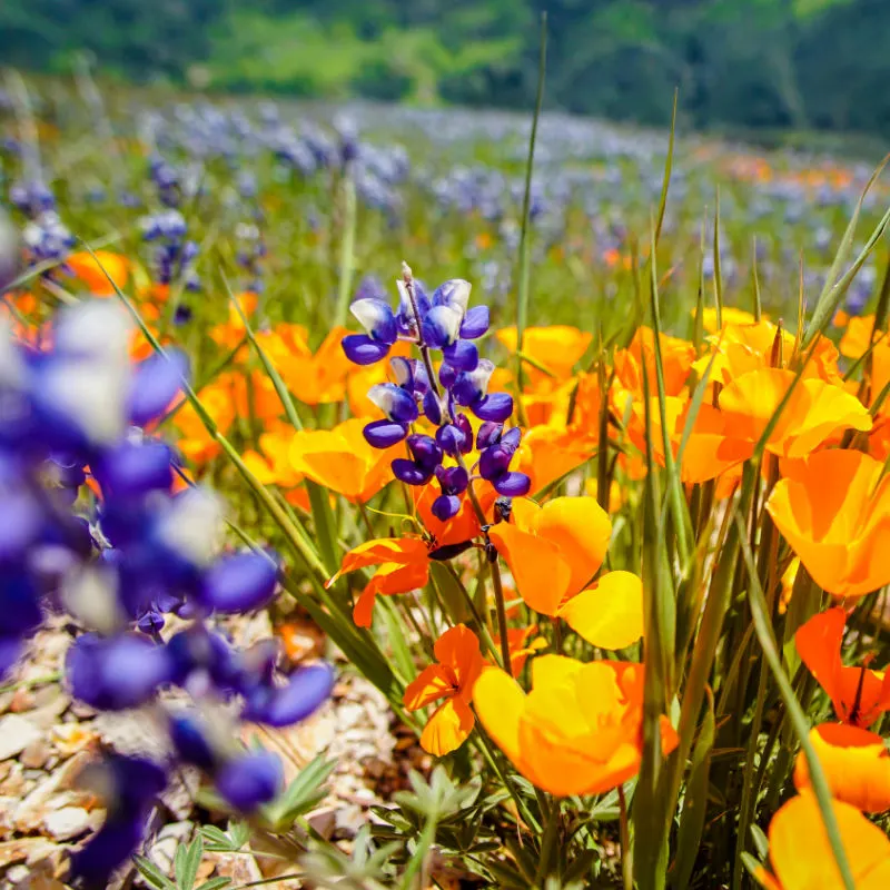 Close up of lupines and California poppies in a field of wildflowers