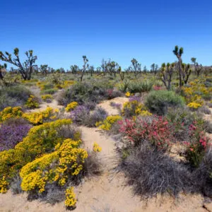 Purple and yellow wildflowers blooming in Joshua Tree National Park