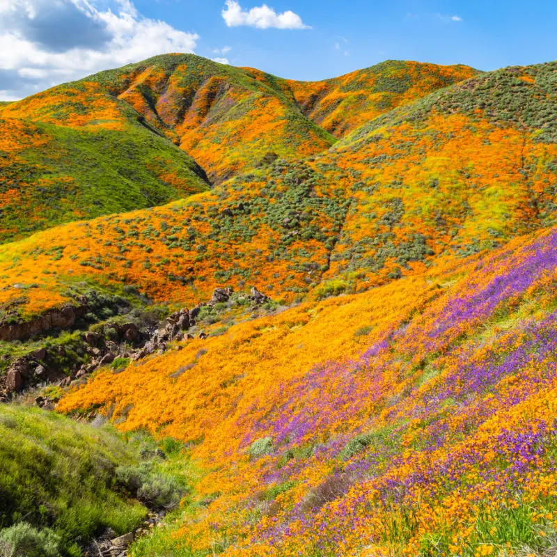 The best national parks to see the spring superbloom this year