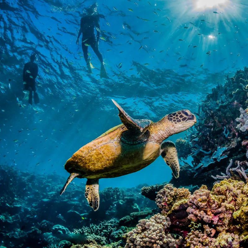 Turtle swimming among colorful coral reef with swimmers and divers observing nearby