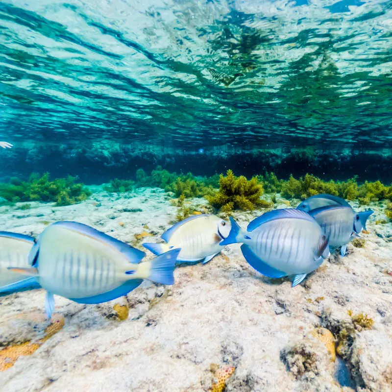 Fish Swimming In The Ocean In Fernando De Noronha, An Island Off The Northeastern Coast Of Brazil, South America