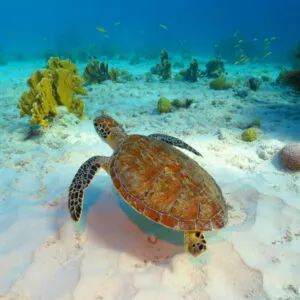 Sea turtle swimming in clear ocean waters with white sand and coral at the bottom