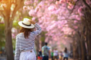 Woman traveler in front of cherry blossom tree