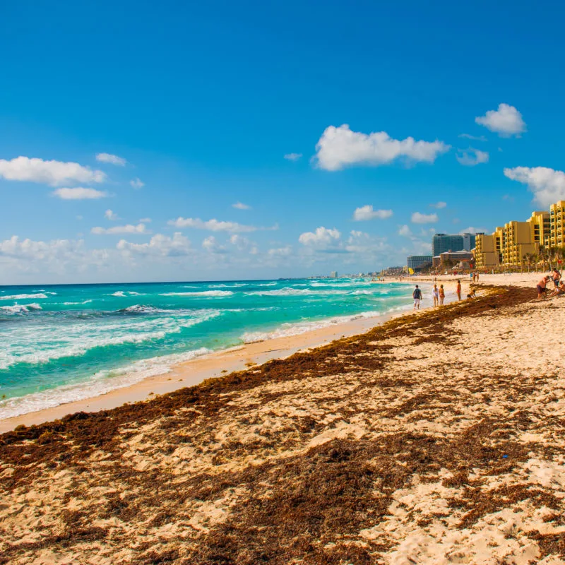 seaweed on cancun beach