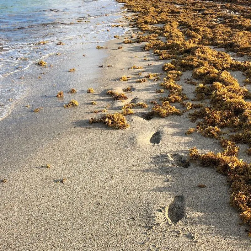 Footsteps next to sargassum seaweed on the shore