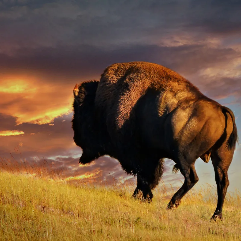 bison in wyoming