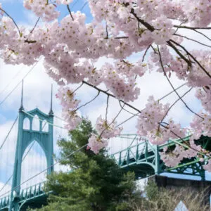 cherry blossoms st johns bridge portland Oregon copy