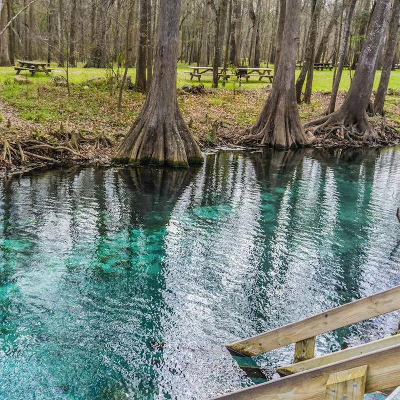 Blue waters in Wekiwa Springs State Park