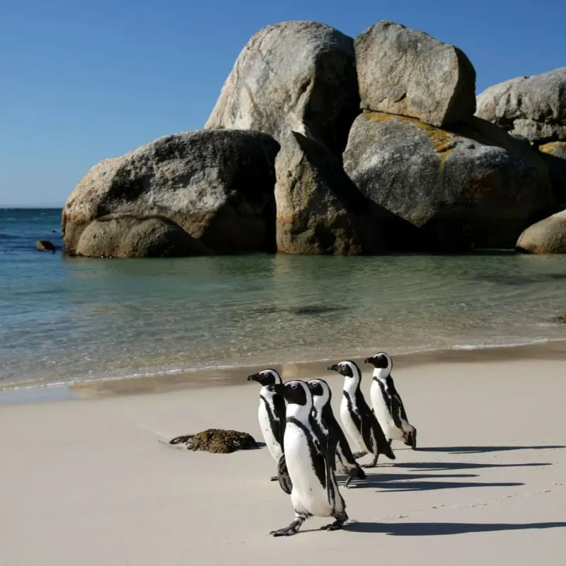 A group of penguins waling on a sandy beach in Boulder, South Africa. 