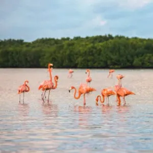 A Flamboyance Of Flamingos Pictured In Ria Lagartos, Near Rio Lagartos, State Of Yucatan, Mexico