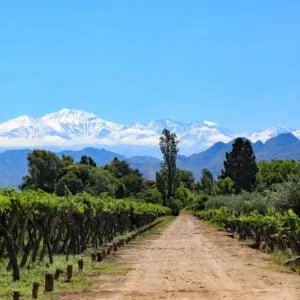 Vineyards in Argentina