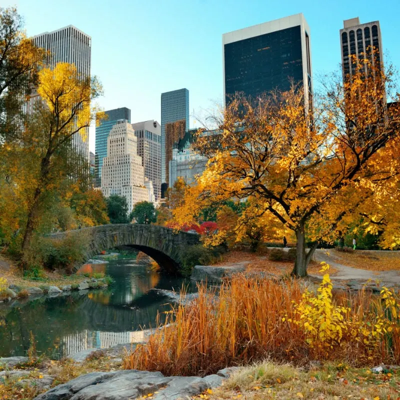 Central Park fall foliage