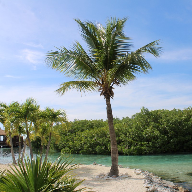 Palm Tree Renaissance Palm Trees and Mangroves on Aruba - Travel Off Path