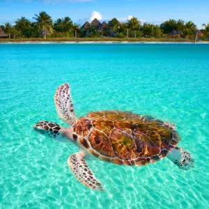 Sea turtle swimming in a beach in Holbox