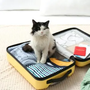 cat in suitcase