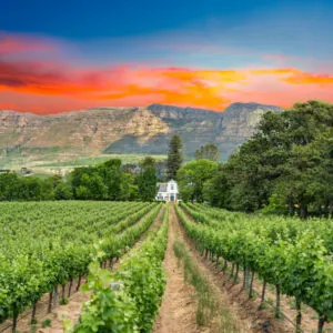 Buitenverwachting wine estate on eastern slopes of Constantiaberg wine route cape town south africa