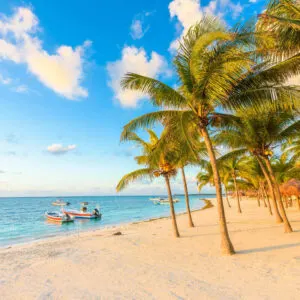 Palm Trees Lining The Beach In Akumal, Mexican Caribbean, Mexico