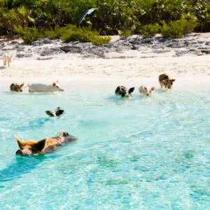 Pigs swimming on Pig Beach in Exumas, Bahamas.