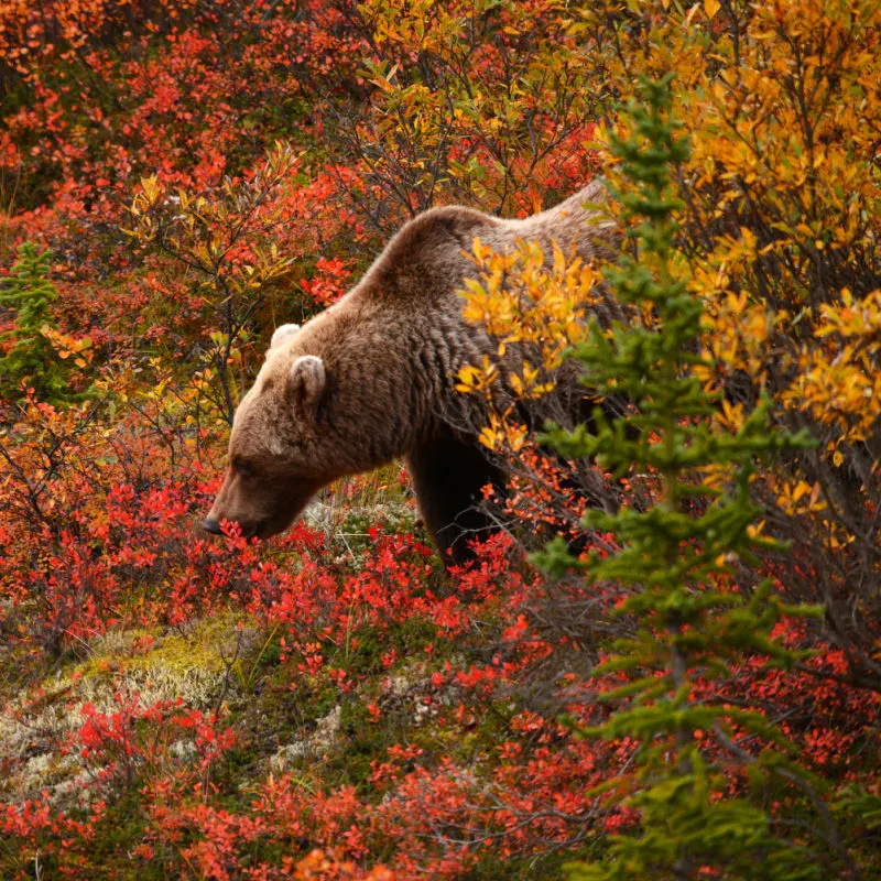 bear in alaska fall foliage