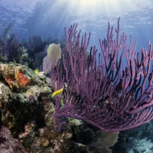marine life