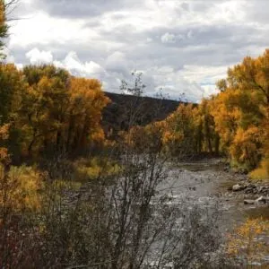 river surrounded fall trees