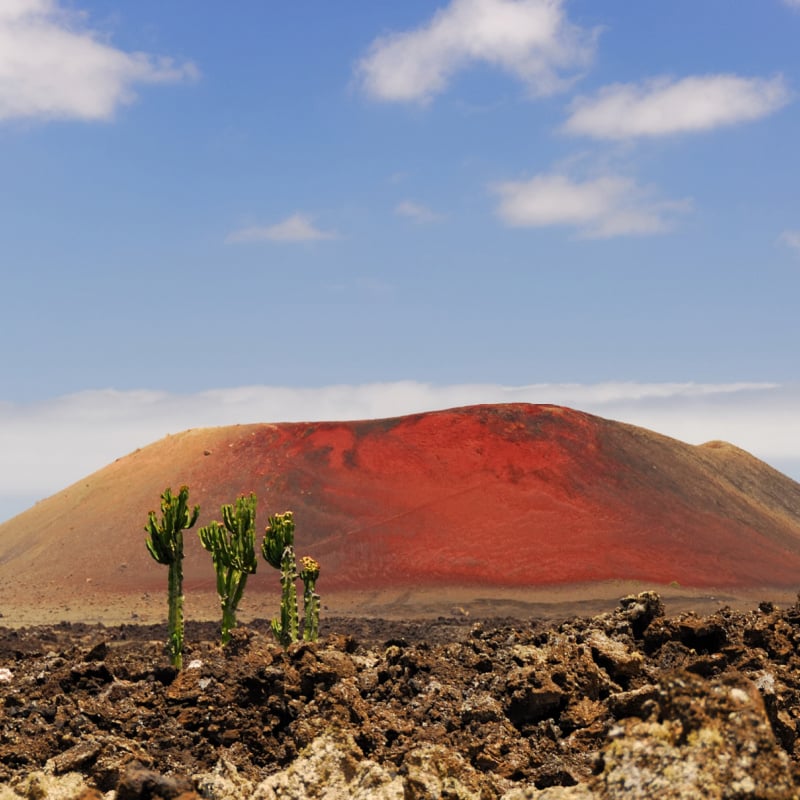 volcanic landscape with cactuses in Lanzarote