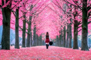 Beautiful Girl with Pink Leaves in Nami Island, South Korea. Autumn in korea.