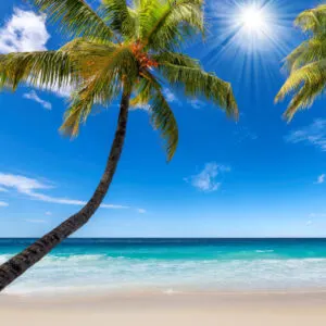 Palm Tree on Jamaica Beach