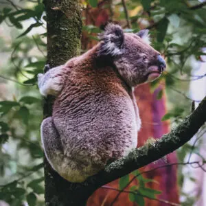 a wild koala bear in victoria australia