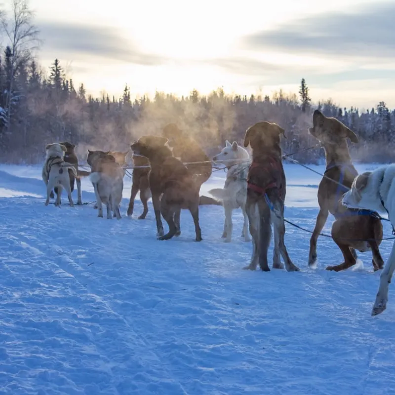 dog sled in Yellowknife, Canada