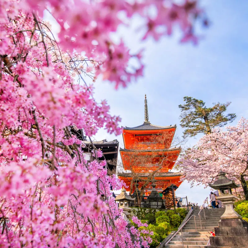 Kiyomizu-dera Temple and cherry blossom season (Sakura) spring time in Kyoto, Japan